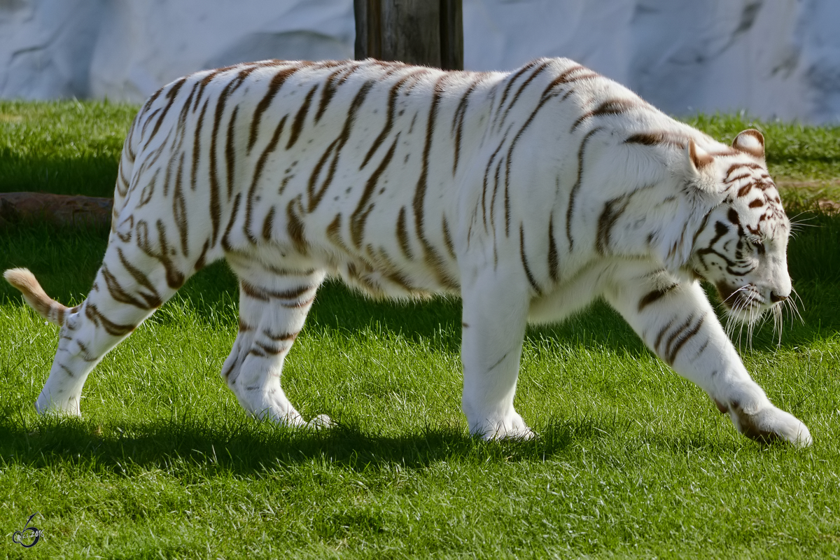 Ein weisser Tiger im Zoo Safaripark Stukenbrock. (Oktober 2014)