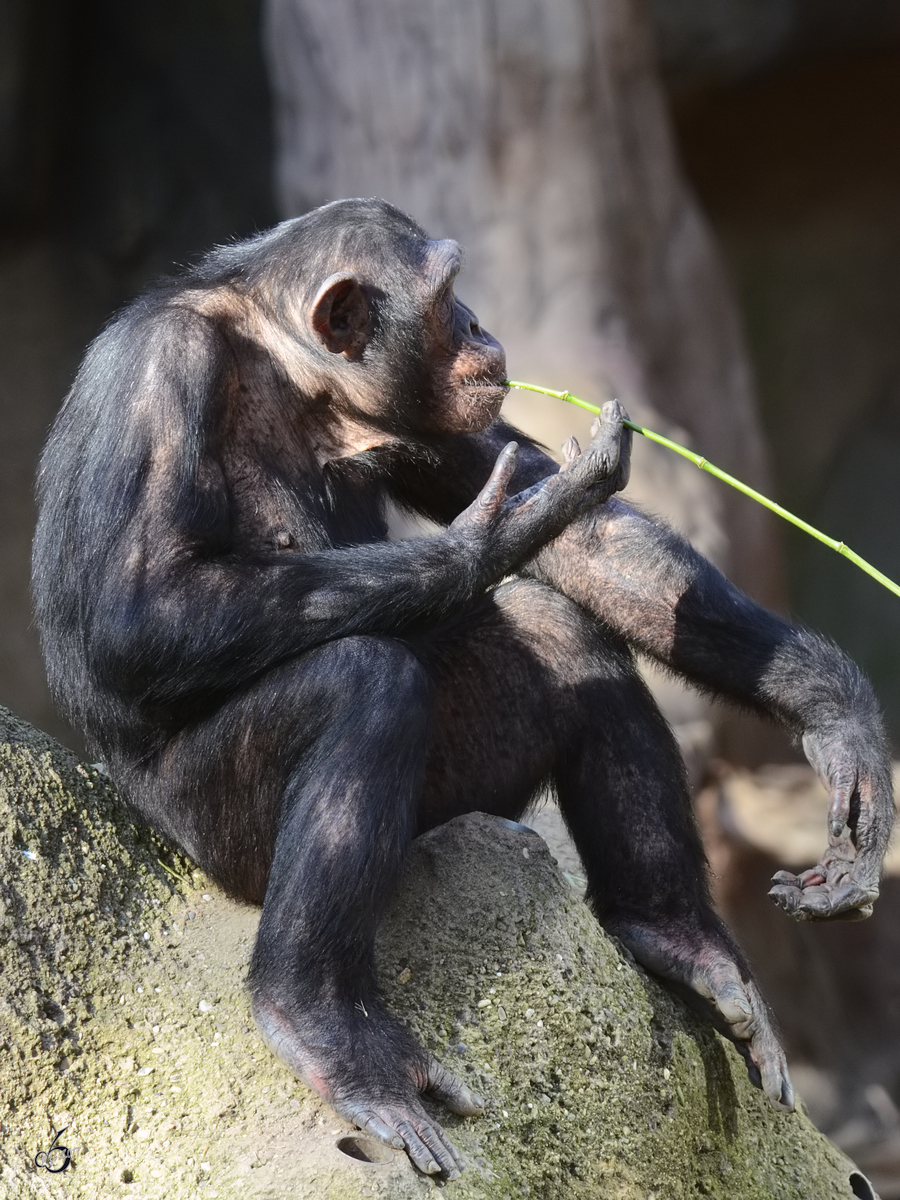 Ein Westafrikanischer Schimpanse im Zoo Barcelona. (Dezember 2011)