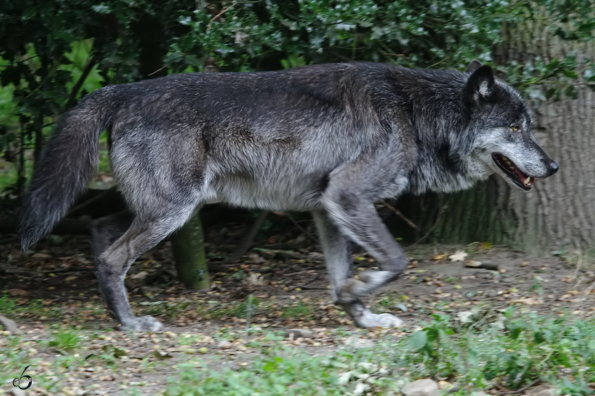 Ein Westlicher Timberwolf auf Patrouille. (Zoom Gelsenkirchen, September 2009)