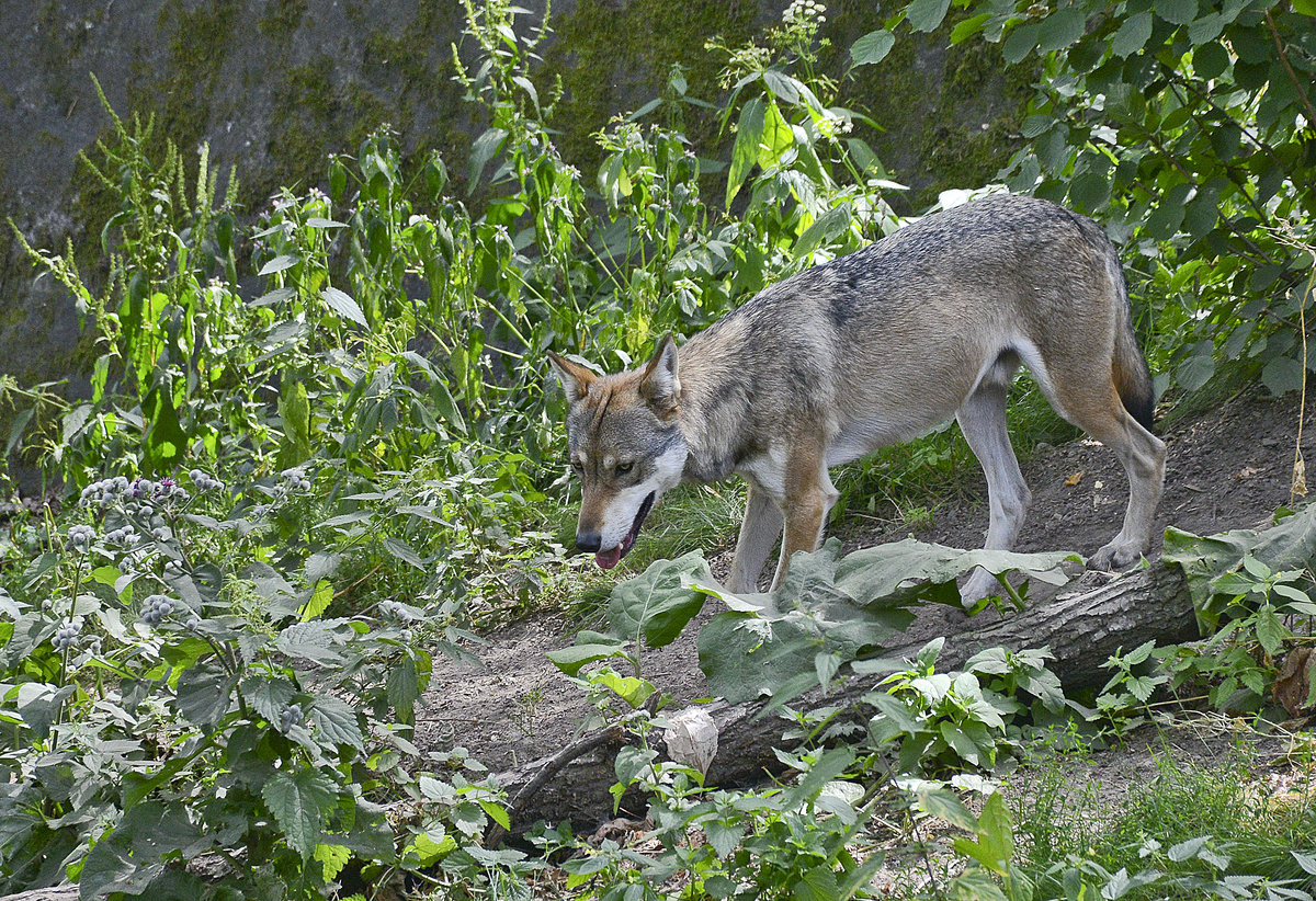 Ein Wolf im Wildtiergebiet von Skansen in Stockholm - Schweden. Aufnahme: 25. Juli.