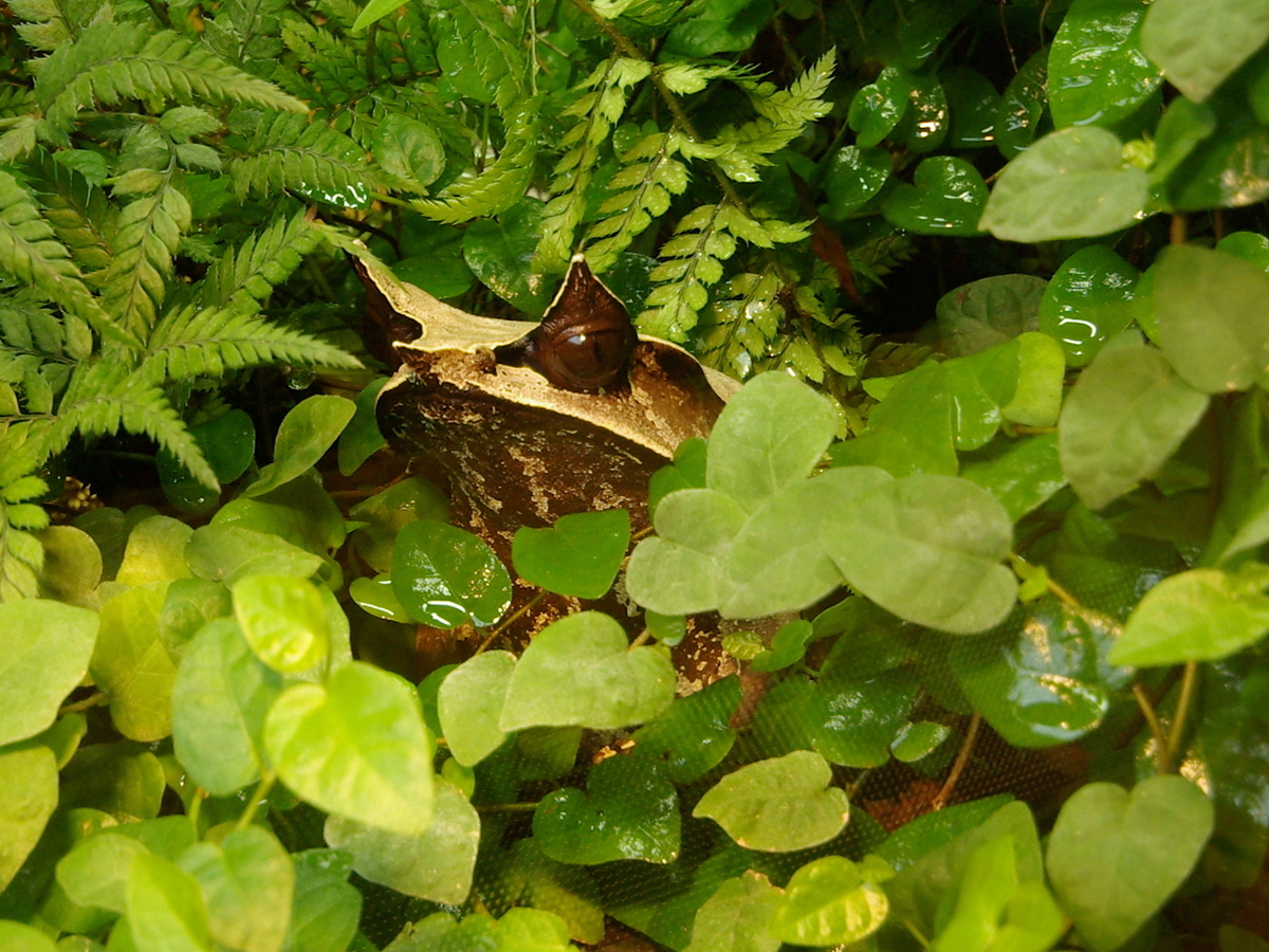 Ein Zipfelfrosch versteckt sich im feuchten Grn. (Terrazoo Rheinberg, August 2007)