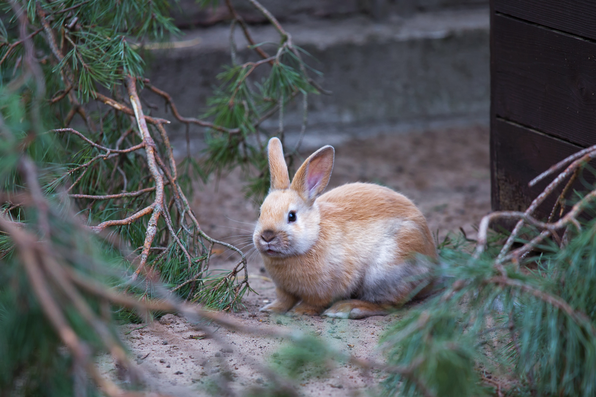 Ein Zwergkaninchen wartet im Tierpark Ueckermnde auf seinen neuen Besitzer. - 21.04.2014