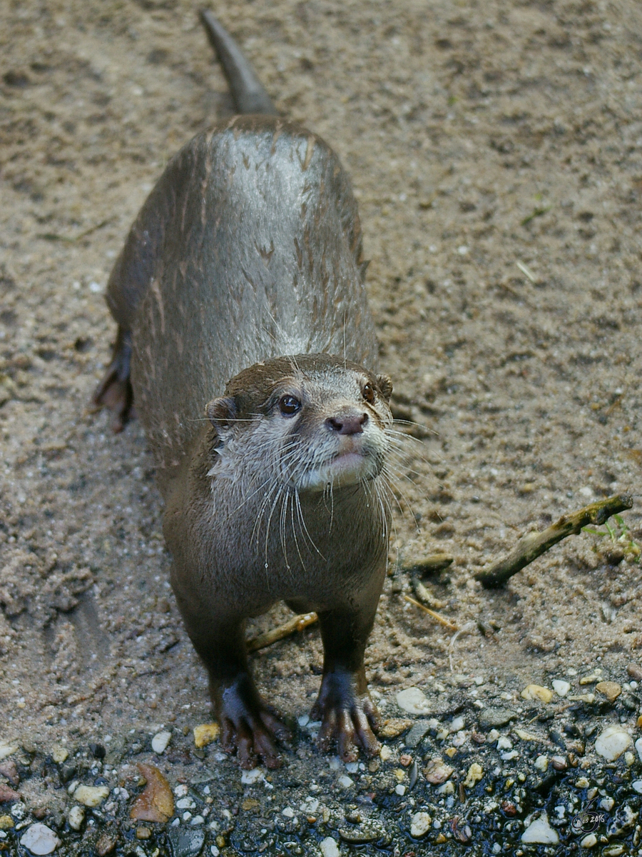 Ein Zwergotter im Zoo Duisburg. (Oktober 2006)