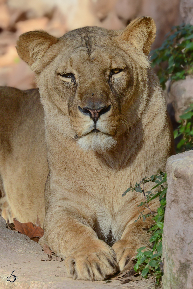 Eine Angolalwendame, fotografiert im Zoo Barcelona. (Dezember 2011)