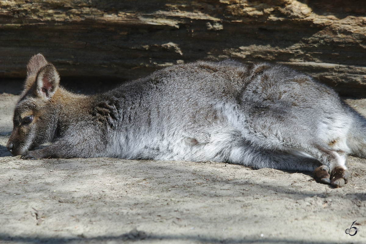 Eine Bennettknguru relaxt ein wenig in den Tag hinein. (April 2009)