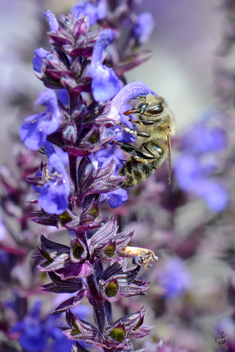 Eine Biene auf Nektarsuche. (Jarmen, Juni 2011)