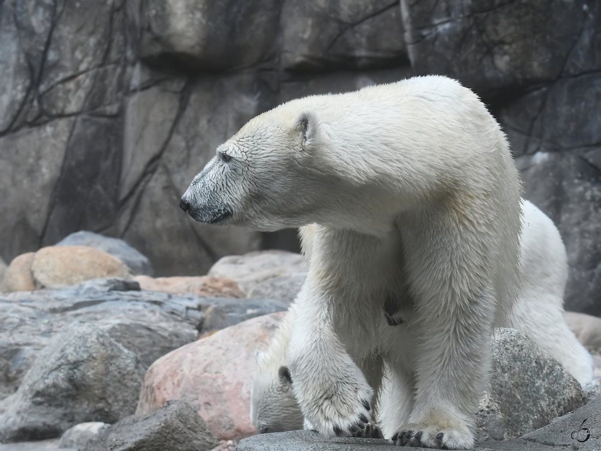 Eine Eisbrin durchstreift Anfang Juni 2018 ihr Revier im Zoo Aalborg.