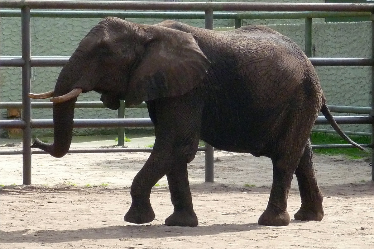Eine Elefantenkuh im Serengetipark, 9.9.15 