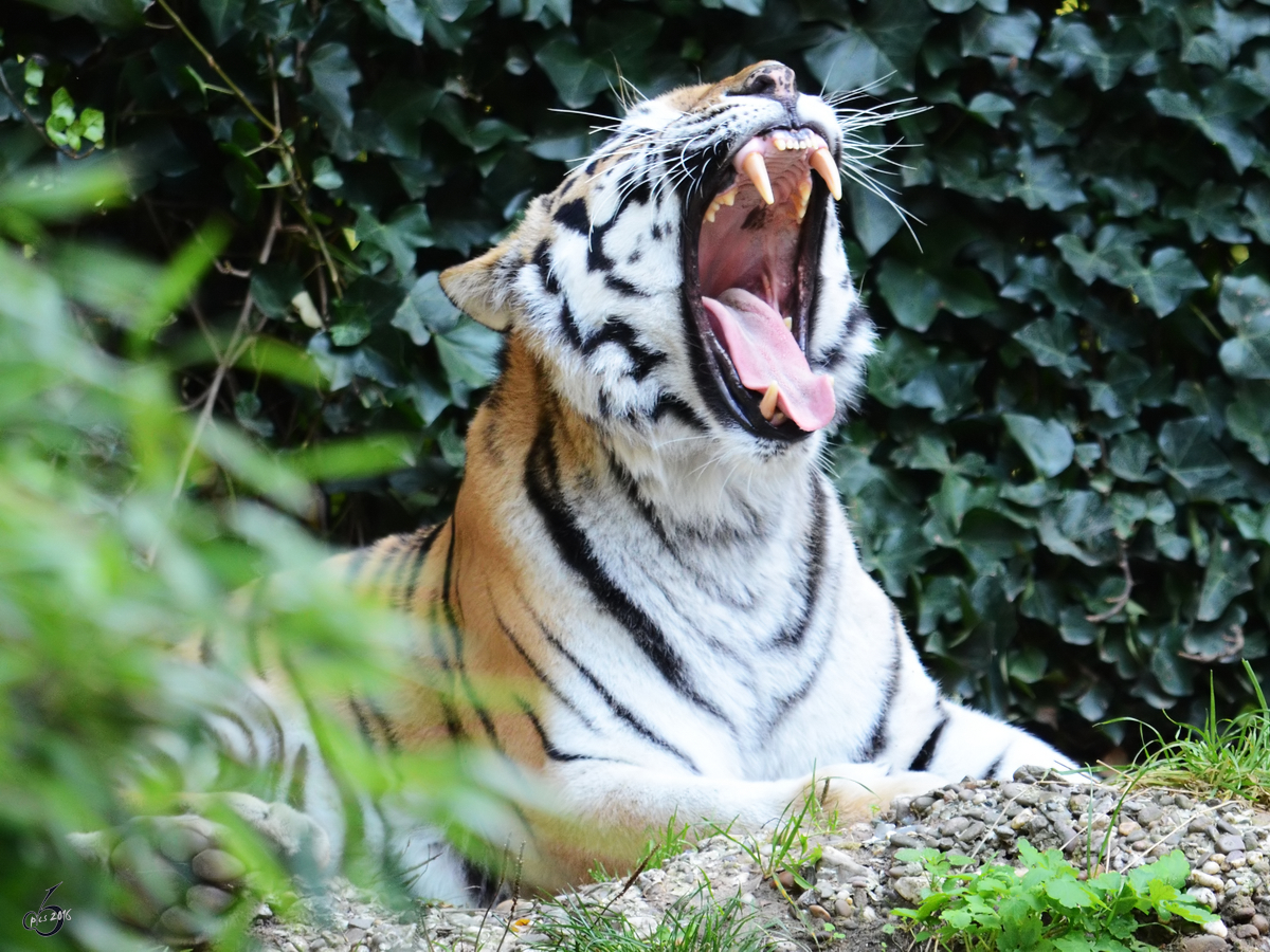 Eine ghnende Tigerdame im Zoo Duisburg. (September 2011)