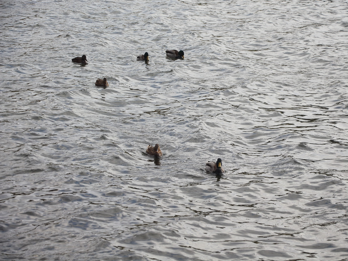 Eine Gruppe von Enten auf den  Scharmtzelsee  in Bad Saarow am 06. November 2011 .