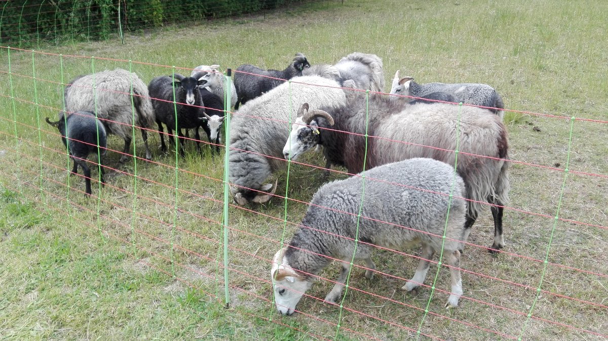 Eine Gruppe Schafe grast im Schlosspark in Berlin Charlottenburg. Aufgenommen am 09.06.2020.