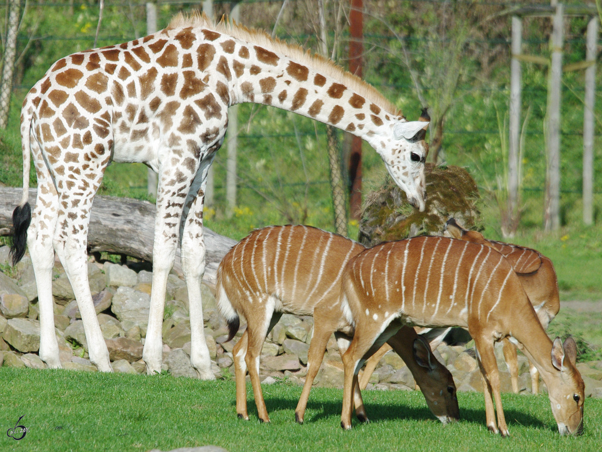 Eine junge Rothschild-Giraffe und Tiefland-Nyalas durchforsten das Revier. (Zoom Gelsenkirchen, September 2009)