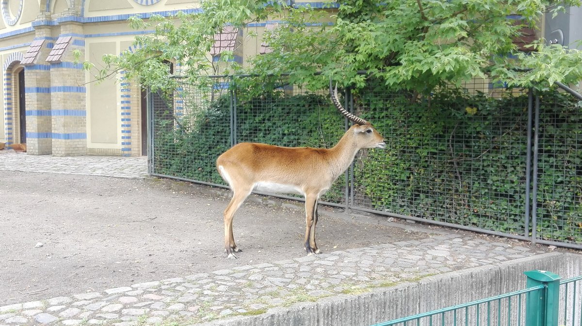 Eine Kafue-Litschi-Moorantilope im Berliner Zoo. Aufgenommen am 05.06.2020.