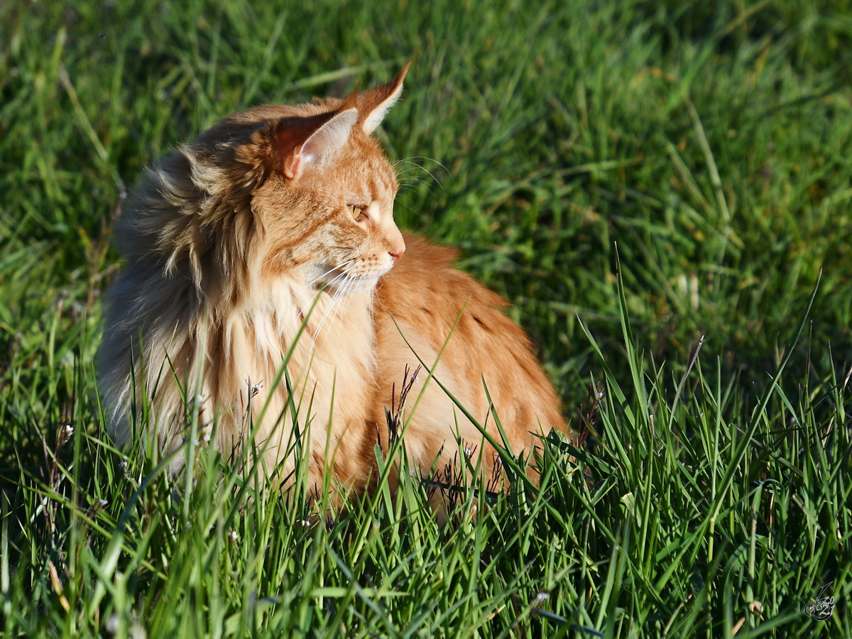 Eine Katze im hohen Gras. (Witten, April 2021)