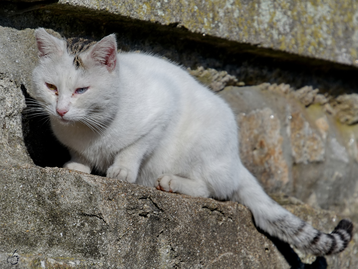 Eine Katze mit einem gelbgrnen und einem blauen Auge sieht man auch nicht alle Tage. (Porto, Januar 2017)
