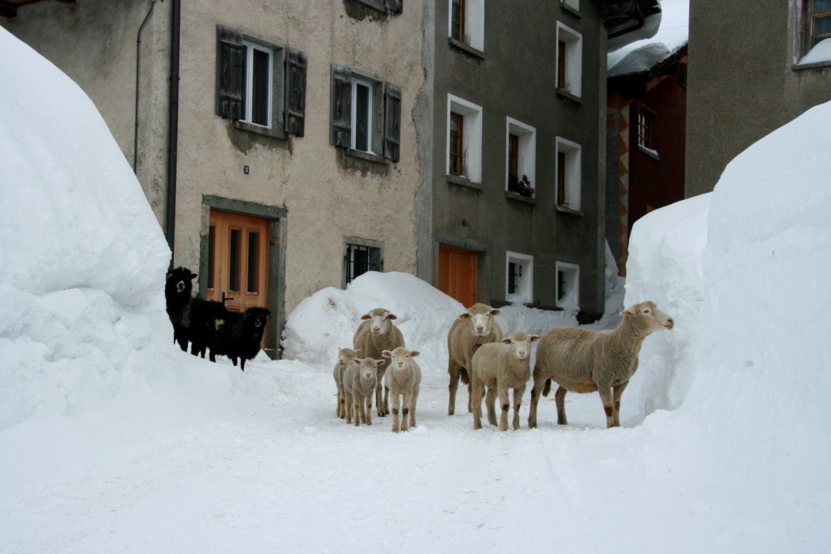 Eine kleine Schafherde erkundet den tiefen Schnee und die eingeschneiten Gassen von Hinterrhein; 15.02.2014