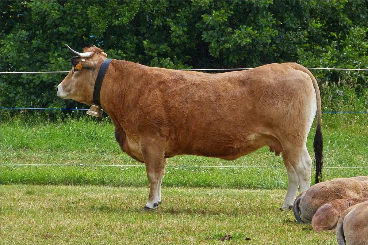 Eine Kuh der Rasse „Aubrac“ aufgenommen auf der Landwirtschafts Ausstellung in Ettelbrck. 07.07.2019 