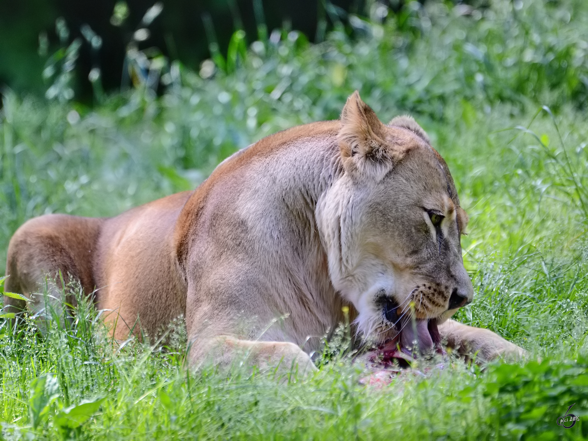 Eine Lwin im Zoo Duisburg. (Juni 2013) 