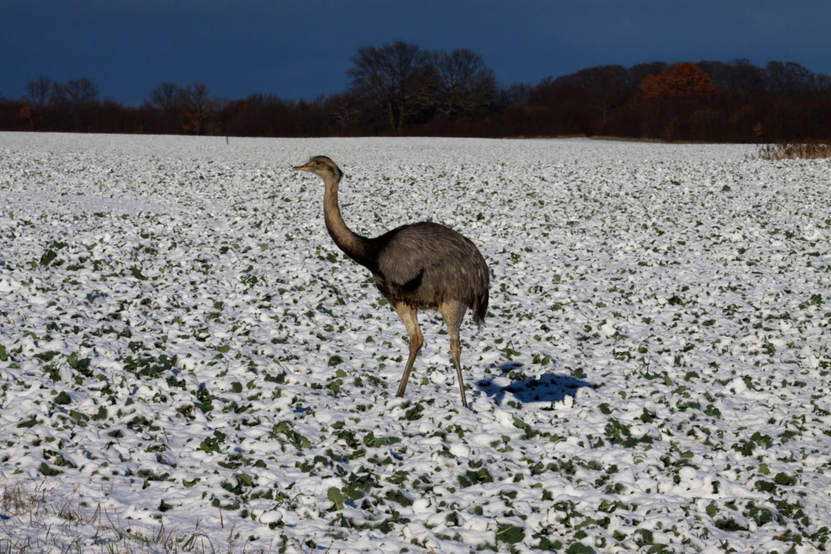Eine Nandu Henne auf einem eingeschneiten Feld bei Bk in Schleswig-Holstein; 17.01.2016