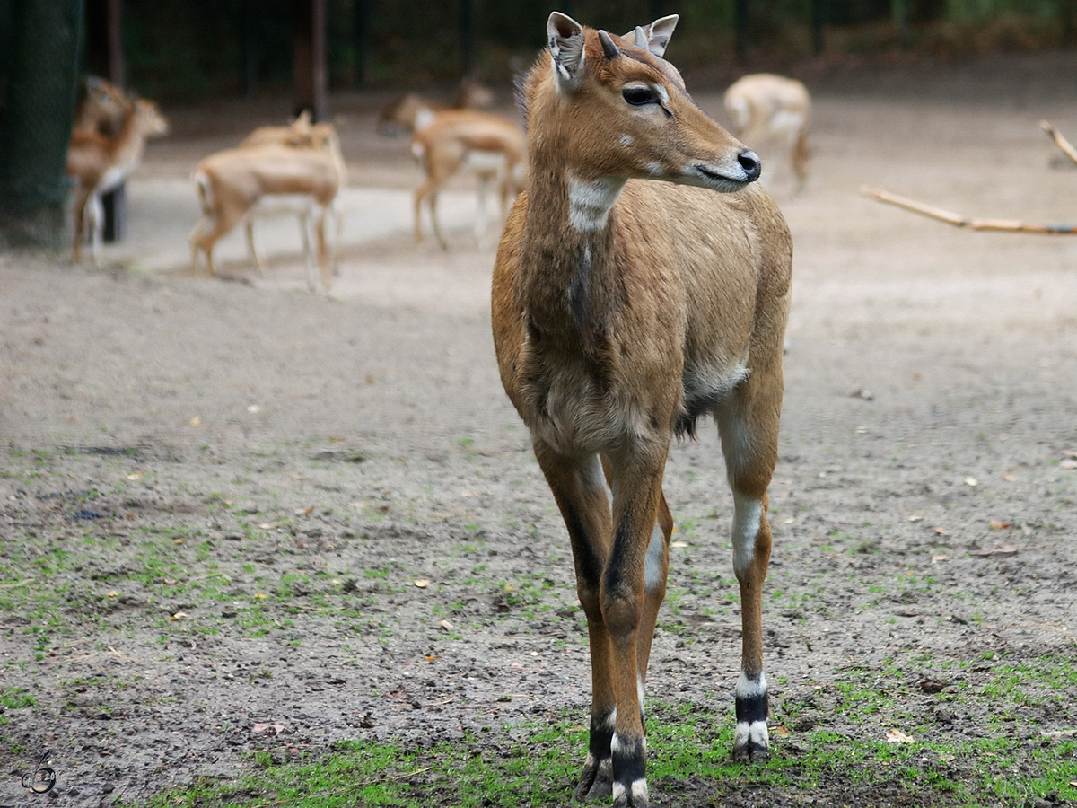 Eine Nilgauantilope im Dortmunder Zoo.