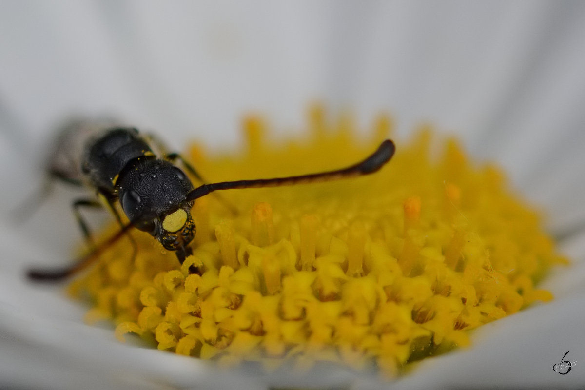 Eine recht kleine Wespe (Wegwespe?) im Margeritenbusch. (Hattingen, Mai 2018)