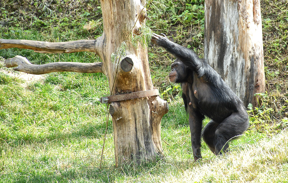 Eine Schimpanse (Pan) im Tierpark Kolmrden in stergtland / Schweden. Aufnahme: 22. Juli 2017.
