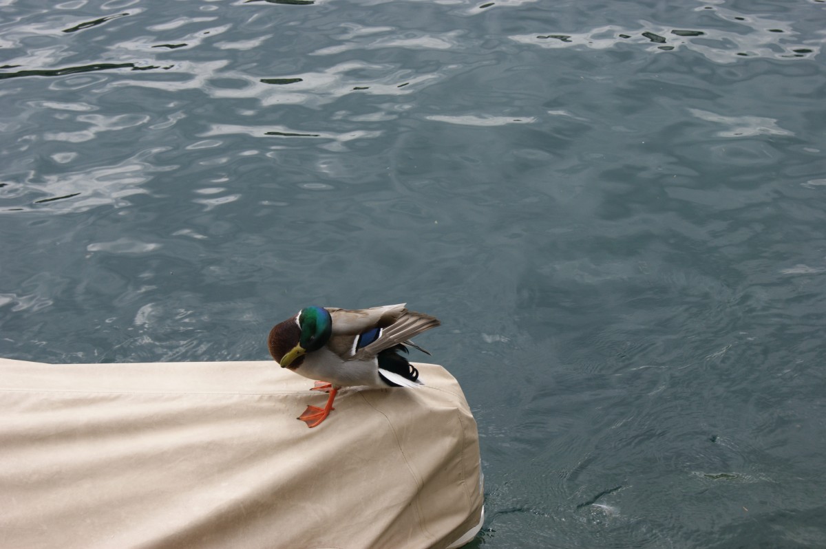 Eine Stockente hat es sich auf der Abdeckung eines Bootes gemtlich gemacht um sich zu putzen. (Luzern, 01.05.2014)