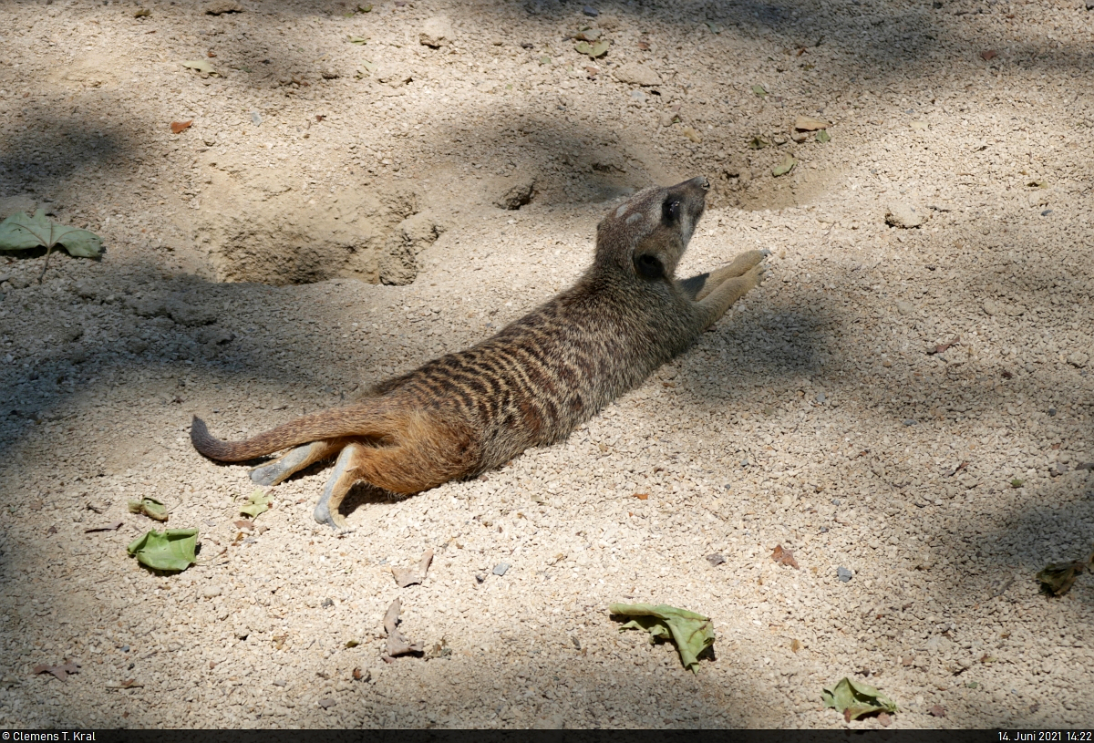 Einfach mal langmachen – dieses Erdmnnchen (Suricata suricatta) in der Wilhelma Stuttgart ruht sich whrend der Nachmittagshitze im halbschattigen Sand aus.

🕓 14.6.2021 | 14:22 Uhr