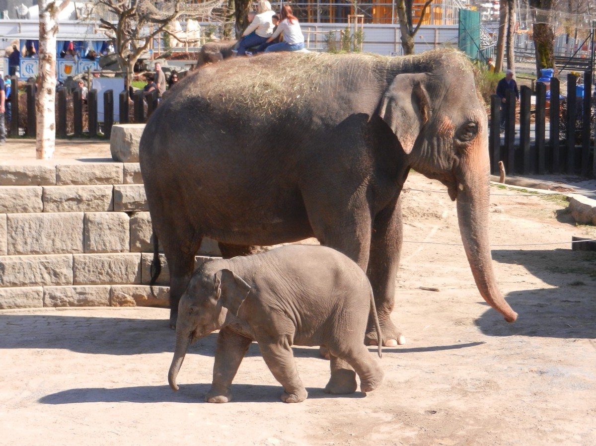 Elefanten - Die Kleine heisst  Kalaya , geboren am 01.11.2013 in Knies Kinderzoo. Der Zoo ist ein zoologischer Garten in Rapperswil-Jona, Schweiz, der 1962 erffnet wurde. Er gehrt zum schweizerischen Traditionszirkus Knie - 20.03.2014