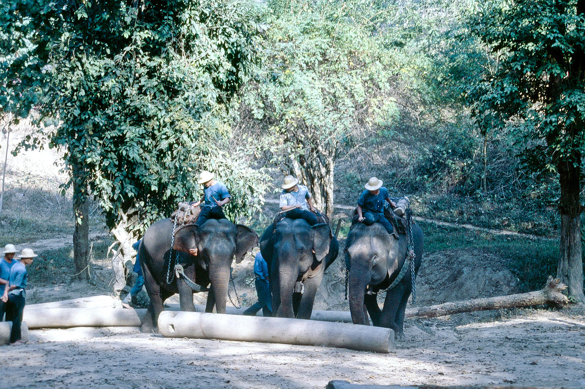 Elefanten im Elephant Nature Park bei Chang Wat. Bild vom Dia. Aufnahme: Februar 1989.