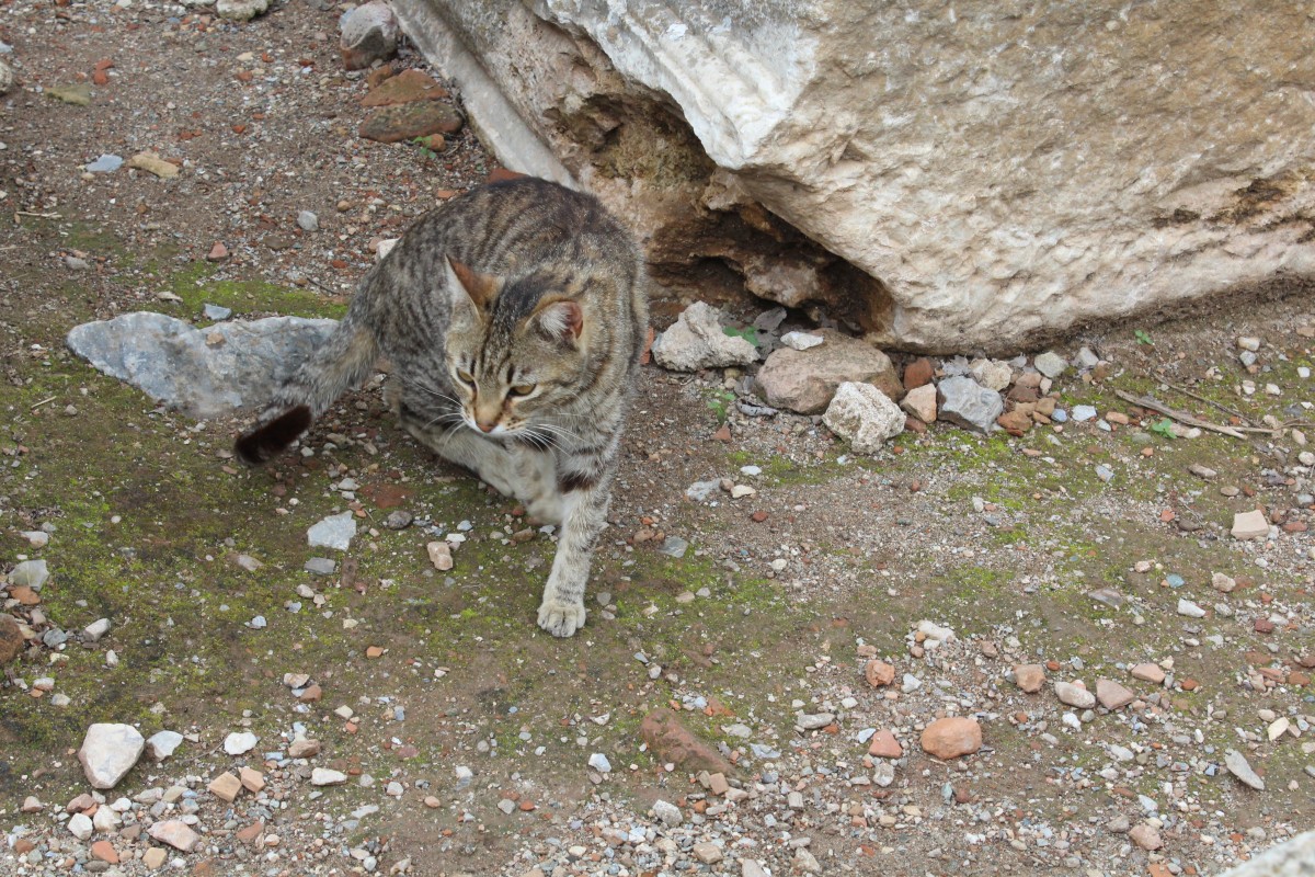 Ephesos / Ephesus in der Nhe von Selcuk (Trkei) am 10. Mai 2014: Katze.