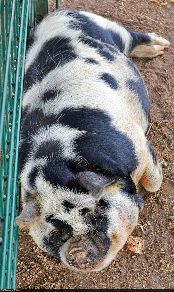 Erst mal ausruhen...
Mini-Schwein im Hhenpark Killesberg in Stuttgart.

🕓 28.7.2022 | 14:48 Uhr