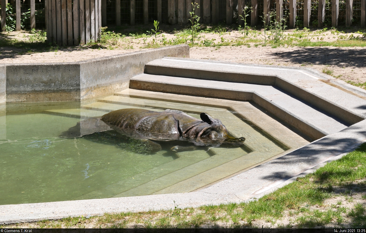 Etliche Bewohner der Wilhelma Stuttgart schoben an diesem heien Junitag eine ruhige Kugel – so auch dieses Panzernashorn (Rhinoceros unicornis) im Wasser.

🕓 14.6.2021 | 13:25 Uhr