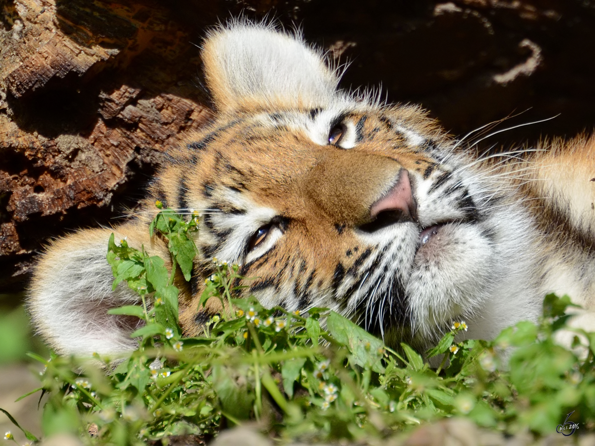 Etwas Mittagsruhe fr diesen jungen Tiger. (Zoo Duisburg, September 2011)