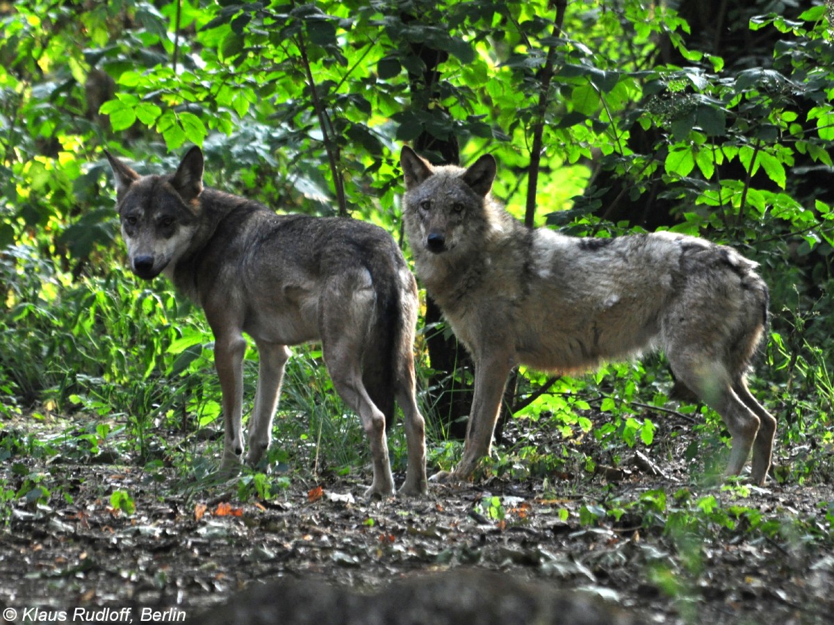 Europischer Wolf (Canis lupus lupus). Paar im Tierpark Berlin (August 2015).