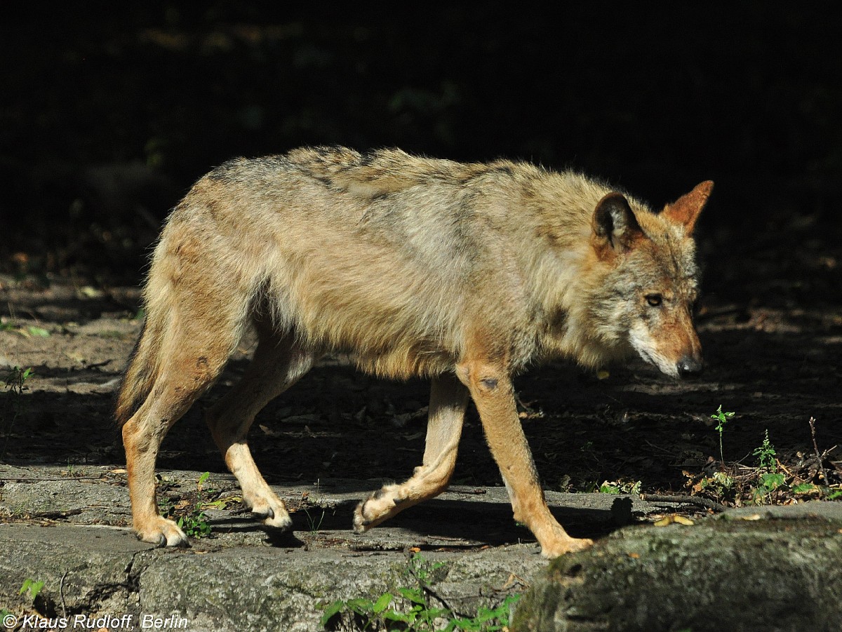 Europischer Wolf (Canis lupus lupus). Weibchen mit Restwinterfell im Tierpark Berlin (August 2015).