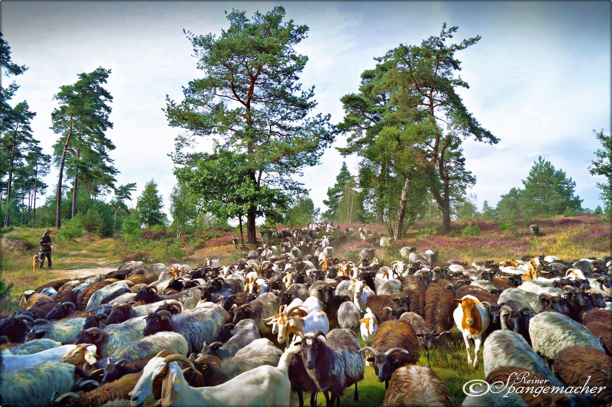 Fast berrollt, nein nicht eine hat mich berhrt, obwohl ich einmal durchgereicht wurde ;-) Heidschnucken & Ziegen in Rders Heide bei Soltau, Anfang September 2016