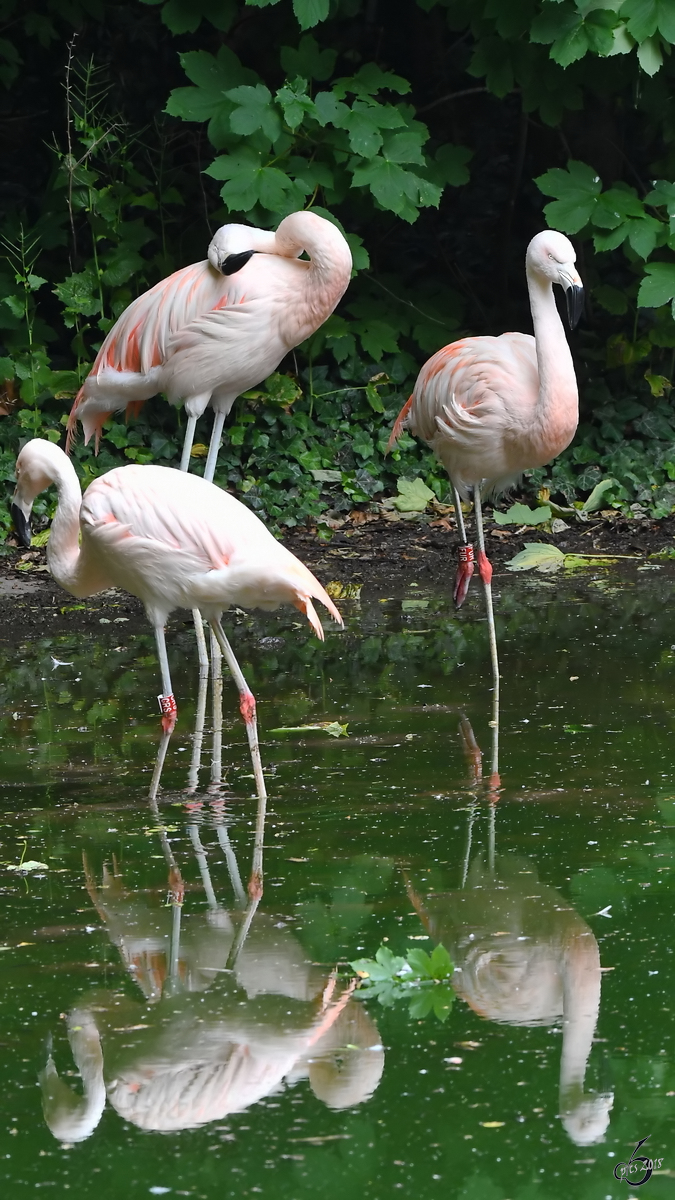 Flamingos Anfang Juni 2018 im Zoo Aalborg.