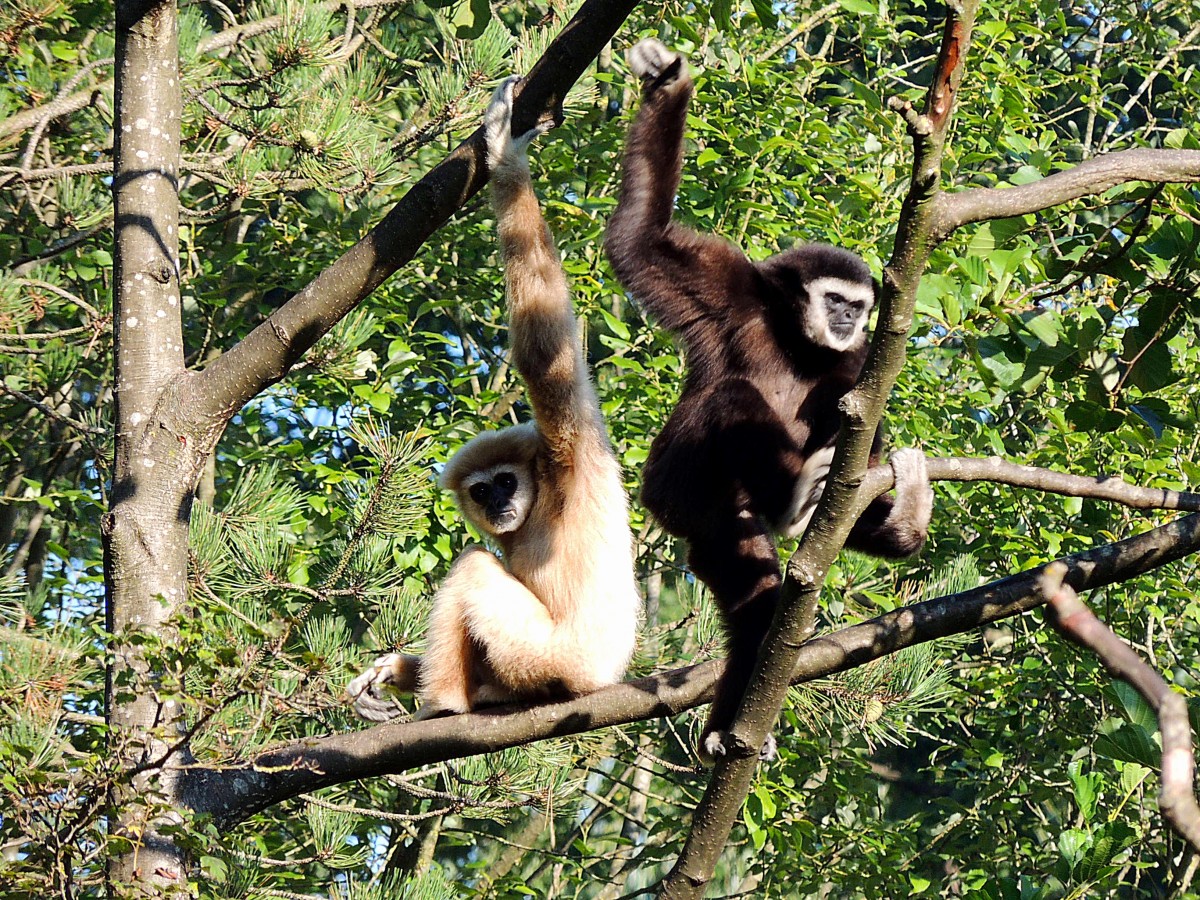  Flotte Turner  diese beiden Gibbons(Hylobatidae), im Zoo Schmiding; 130905