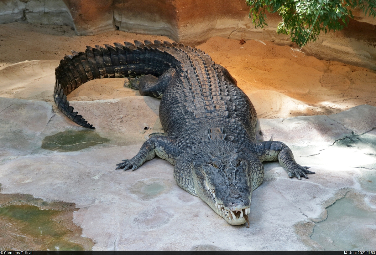 Frederick gilt mit einem Gewicht von 520 Kilogramm und einer Lnge von 4,31 Metern als das grte Krokodil Deutschlands. In der Wilhelma Stuttgart konnte das Leistenkrokodil (Crocodylus porosus) aus nchster Nhe festgehalten werden.

🕓 14.6.2021 | 11:53 Uhr