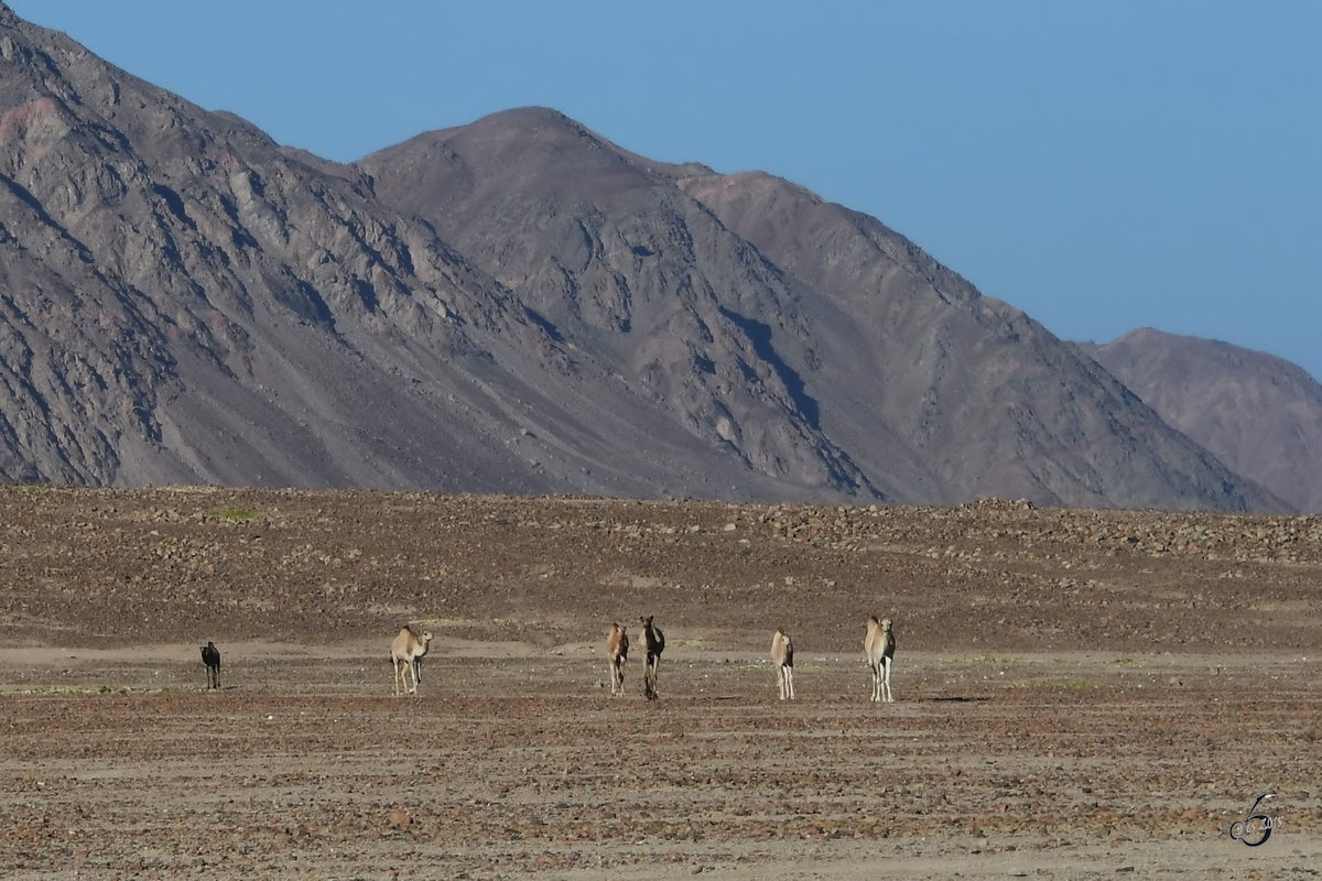 Freilaufende Dromedare Mitte Dezember 2018 auf der Sinai-Halbinsel.