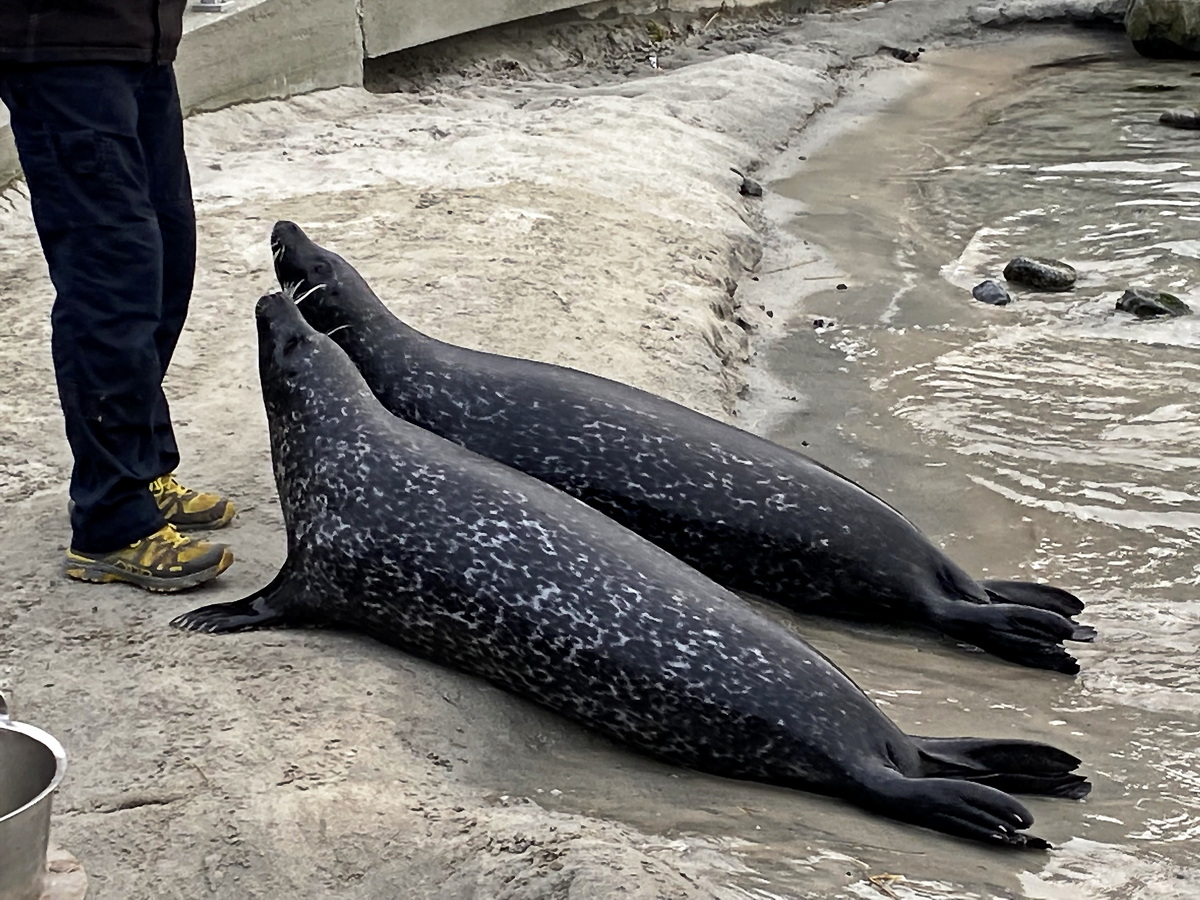 Ftterung der Seehunde im Atlantic Sea Park von lesund am 19. Februar 2024.
