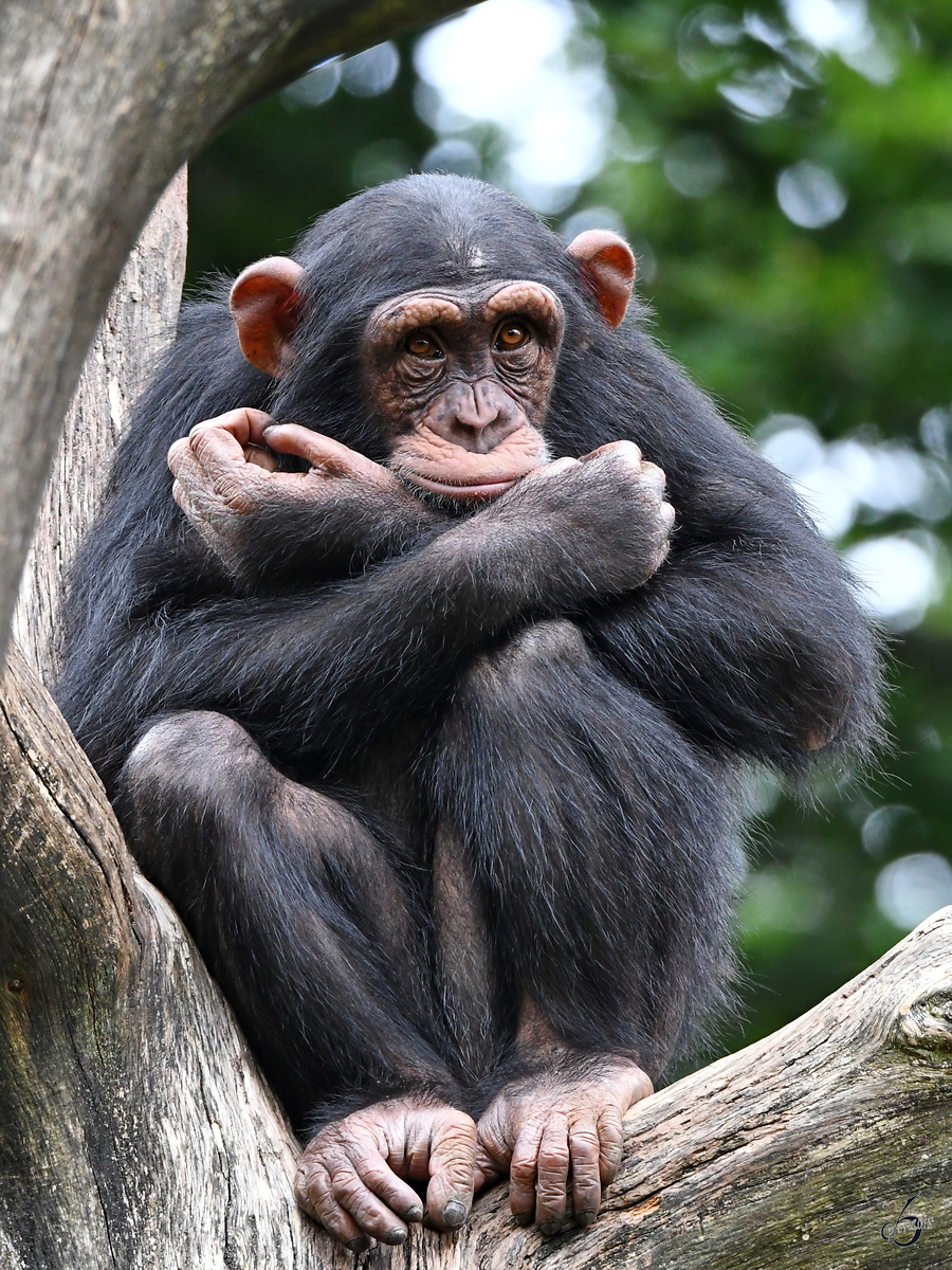 Ghnende Langeweile bei den Schimpansen. (Zoo Aalborg, Juni 2018)