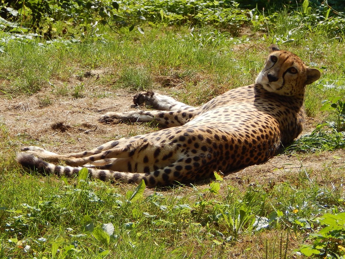 Ganz ungestrt prsentierte sich dieser Gepard am 19.08.2018 im Zoo Rostock.
