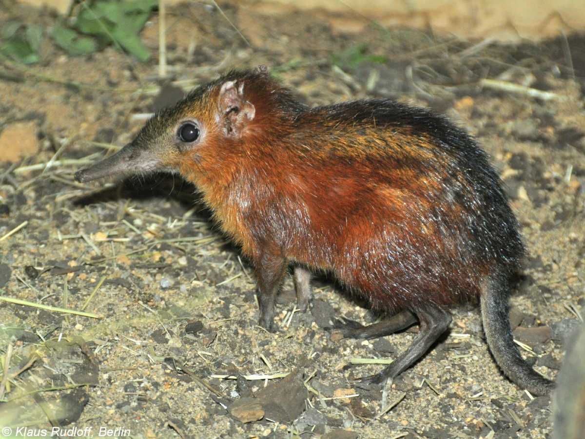 Geflecktes Rsselhndchen (Rhynchocyon cirnei macrurus) im Zoo und Botanischen Garten Pilsen (Plzen, Juni 2015).