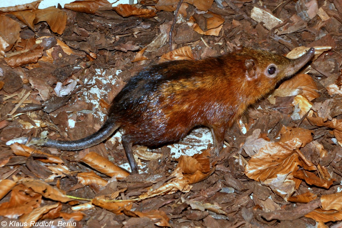 Geflecktes Rsselhndchen (Rhynchocyon cirnei macrurus) im Tierpark Berlin (2013).