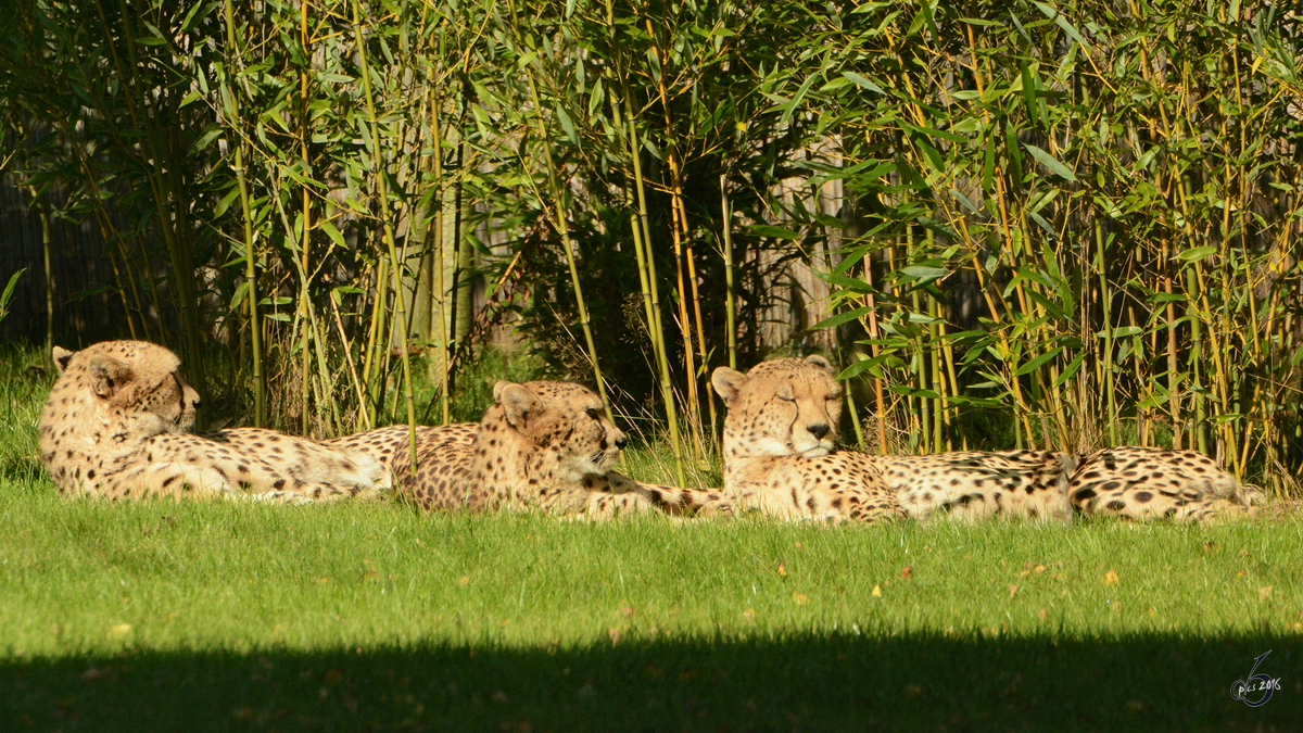 Geparden im Zoo Safaripark Stukenbrock. (Oktober 2014)