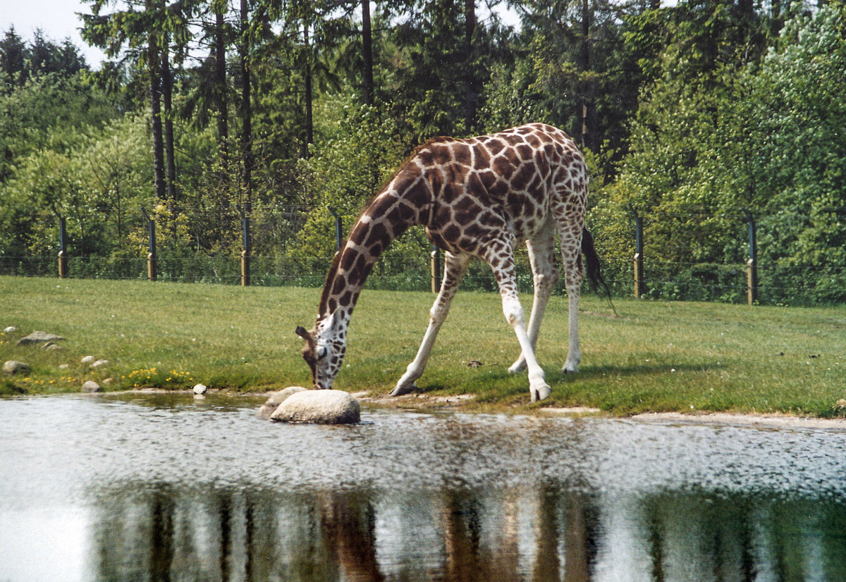 Giraffe im Givskud Zoo in Dnemark. Aufnahme: 30. Mai 2004.