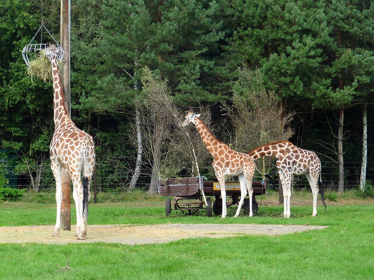Giraffen beim Futtern im Serengetipark, 9.9.15 
