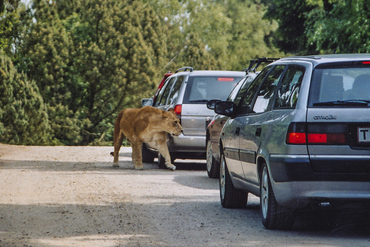 Givskud Zoo ist ein Safaripark in Dnemark, in dem viele Tiere vom Auto aus erlebt werden knnen. Wenn die Fenster und das Sonnendach geschlossen sind, wird man durch die doppelten Tore zu den Lwen eingeschleust. Aufnahme: 30. Mai 2004.